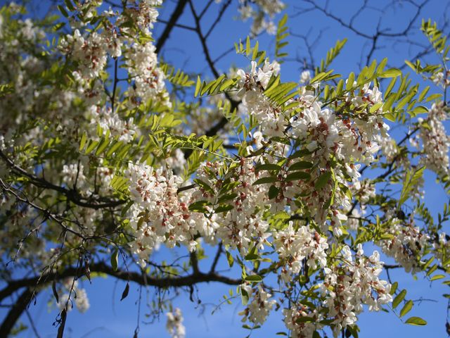 Accacia en fleurs